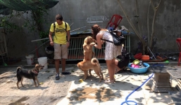 Trạm cứu hộ động vật ở Đà Nẵng bị tố cáo bán chó mèo vào lò mổ để lấy tiền